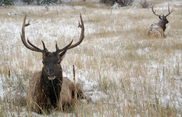 Elk